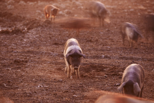 Foto: Robert Kalb/picturedesk.com